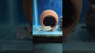 Jewel fish chicklet Breeding pairshort vedio [upl. by Eronel]