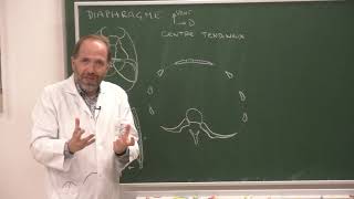 Thorax 2  Anatomie du diaphragme thoracoabdominal Anatomy and function of the diaphragm [upl. by Hakvir]