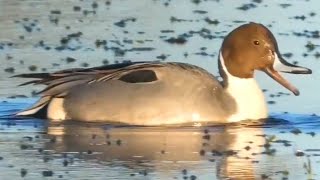 Northern pintail duck call sound bathing flying [upl. by Valry]