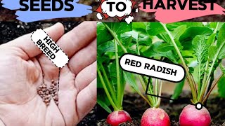 We grow unbelievable vegetables for winter  Red Radish garden shortvideo shorts [upl. by Ertemed842]