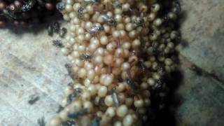 Tetragonula Laeviceps Brood Cells [upl. by Emelin629]