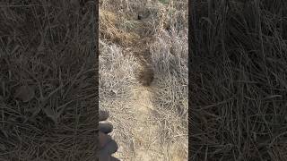 Raccoon trail and catch in dog proof trap [upl. by Mabelle]