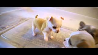 Chihuahua Puppies Brawl Play Fighting  biting each others tails [upl. by Arreit]