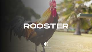 Rooster  Sound Effect No copyright [upl. by Eniak]