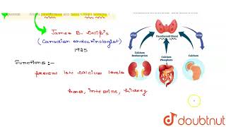 Why is parathormone also called Collip\s hormone   CLASS 11  CHEMICAL COORDINATION AND INTEG [upl. by Cacilia]