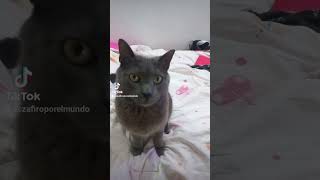 Esclavo perezoso😒 cat video youtube comedy fyp viral animals humor shorts [upl. by Ynafetse]