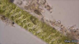 CLASS X BIOLOGY FRAGMENTATION IN SPIROGYRA [upl. by Alilak170]