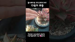 다육이 레종 💕꽃나래다육 01028181441 Korean succulent plants 다육식물 다육이들 [upl. by Fleurette651]