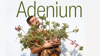 Replanting my Adenium obesums • Maintenance and Soil for Desert Rose [upl. by Alexandra165]