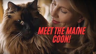 MEET the LARGEST Domestic Cat Breed the MAINE COON [upl. by Ignazio]