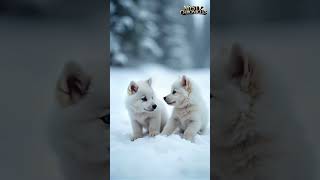 quotEnchanted Snow White Wolf Cubs in a Magical Winter Playtimequot  You Must See wolf cuteanimals [upl. by Madelin697]