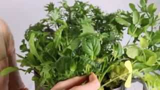 How To Harvest Tatsoi [upl. by Donell]