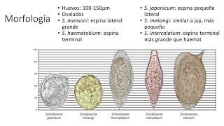 Tremátodos Paragonimus y Schistosoma [upl. by Alveta]