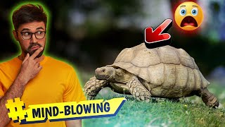 Top 10 facts about Sulcata Tortoise That Will Blow Your Mind [upl. by Nuhs]