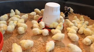 Everything you need to know about raising baby chickens simple easy and fun [upl. by Poppo715]