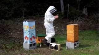 Carniolan Bee Package Installation Into a Warre Beehive [upl. by Gall]