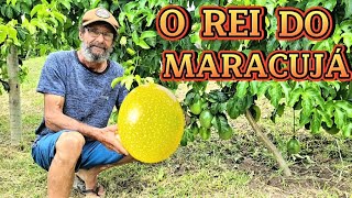 Conheça o Rei do Maracujá Aventuracomrafaeleadrielli [upl. by Yancey]