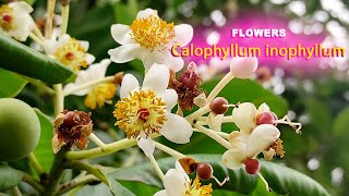 Flowers  62  Calophyllum inophyllum  flowers world [upl. by Pembrook33]