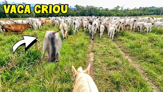 VACA PARIU UM BEZERRO enquanto levávamos o gado para o curral E deixamos ela para trás [upl. by Bates379]