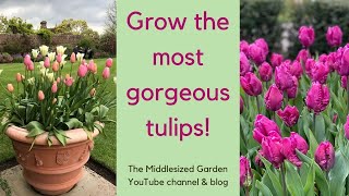 How to choose plant and grow tulips [upl. by Geminian]