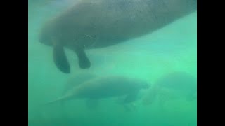 Manatee at Homosassa Springs Florida [upl. by Kcirdle]