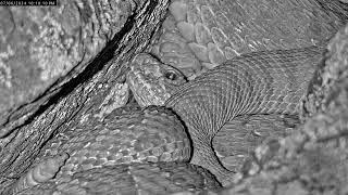 What is crawling on these rattlesnakes at night [upl. by Brion]