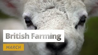 British Farming  12 Months On A UK Farm March [upl. by Agretha264]