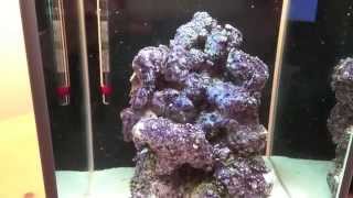 How to setup a Pico Reef Tank  Fluval SPEC 3  Day 5 update  Cycling begins [upl. by Zacks]