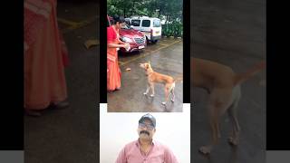 മനോഹരമായ ഒരു വീഡിയോ ❤️ viralreels youtubeshorts dog shortsvideo shorts [upl. by Laden]