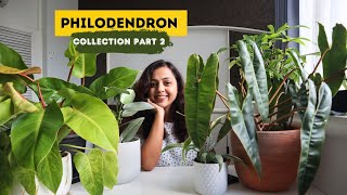 My New Philodendron Collection  Easiest to Most Challenging 🌿 I Part 2 [upl. by Amaris44]