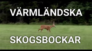 Bockjakt  Värmländska skogsbockar [upl. by Aneen]