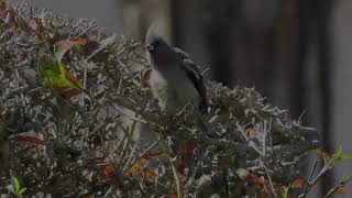 White backed Mousebird [upl. by Farron]