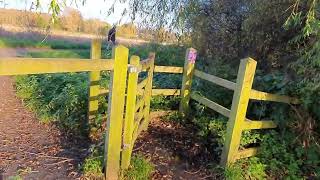 Path leading to Cowdray ruins Midhurst 13th Nov 2024 [upl. by Bubb573]