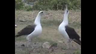 Laysan Albatrosss Wedding ritual Breeding Dance） [upl. by Lathrope]