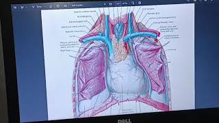 Scientific Models by Example Human Cardiopulmonary System [upl. by Sirenay]