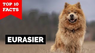 Eurasier  Top 10 Facts [upl. by Gerrit713]