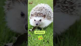 ABC Animals Mammals Song  Letter HIJ  Learn English Alphabets and Animals for Kids abcd [upl. by Neehsar530]