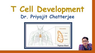 T Cell Development [upl. by Eentruoc]