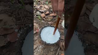 Rubbee latex🤍 rubberfarming satisfying rubbertapping rubberplant rubber rubbertree rubberwood [upl. by Auqinahs]