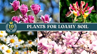 10 Best Plants for Loamy Soil ✅ Loam Soil for Plants 👌 [upl. by Ruddie]