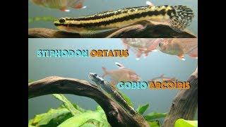 Ficha GOBIO ARCOÍRIS 🌈 Stiphodon Ornatus [upl. by Powell477]