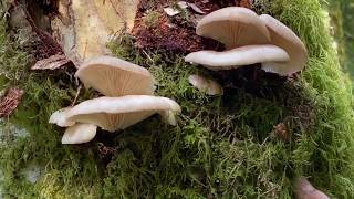 Oyster Pleurotus ostreatuspulmonarius Pleurotus populinus mushrooms are fruiting abundantly now [upl. by Levram]