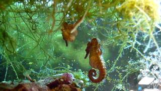 Amazing Seahorses Mating [upl. by Alenairam325]