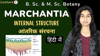 MARCHANTIA  Internal Structureआंतरिक संरचना  Botany [upl. by Anjanette]