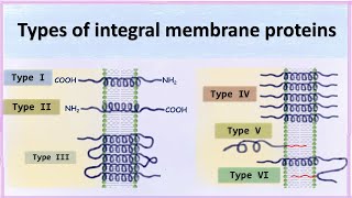 Types of integral membrane proteins [upl. by Porte]