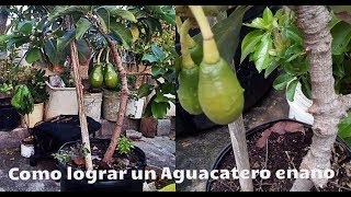 COMO TENER AGUACATE ENANO PASO A PASO TRASPLANTE EN MACETA [upl. by Pammi]