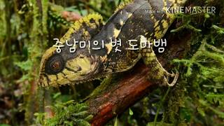 중남미의 볏도마뱀 헬멧티드 이구아나 간지가 폭발 Helmeted iguana [upl. by Sauveur]