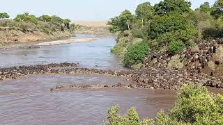 Extraordinary experience with the Wildebeest Migration Crossing Mara River [upl. by Ednarb881]