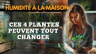 Humidité à la maison  Ces 4 Plantes Peuvent Tout Changer [upl. by Nnaaihtnyc]