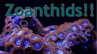 Zoanthid Button Polyp Care [upl. by Nnylahs792]